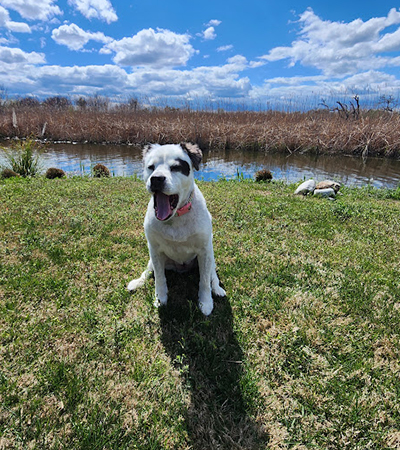 A happy white and brown dog sitting in the grass beside a Lowcountry marsh
